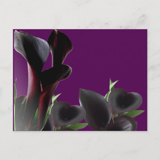 Black Calla Lily Flowers Briefkaart (Voorkant)