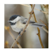 Black Capped Chickadee Ceramic Photo Tile Tegeltje (Voorkant)