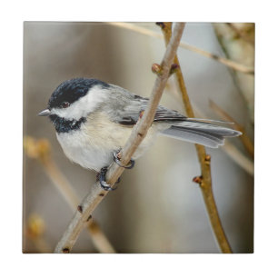Black Capped Chickadee Ceramic Photo Tile Tegeltje