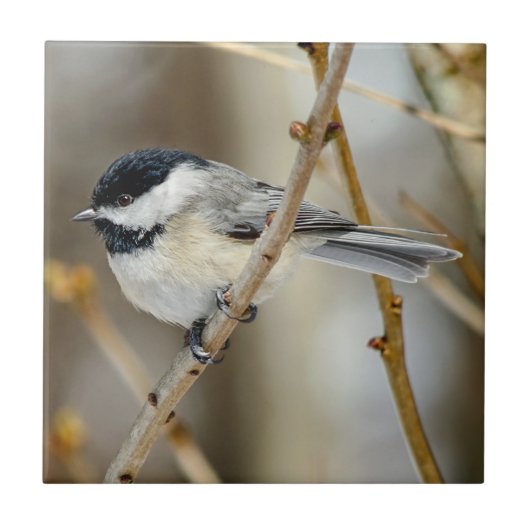 Black Capped Chickadee Ceramic Photo Tile Tegeltje (Voorkant)