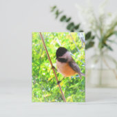 Black Capped Chickadee Cute Cheerful Songbird Briefkaart (Staand voorkant)