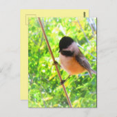 Black Capped Chickadee Cute Cheerful Songbird Briefkaart (Voorkant / Achterkant)