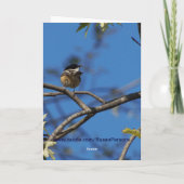 Black-capped Chickadee - Denken aan jou Kaart (Achterkant)