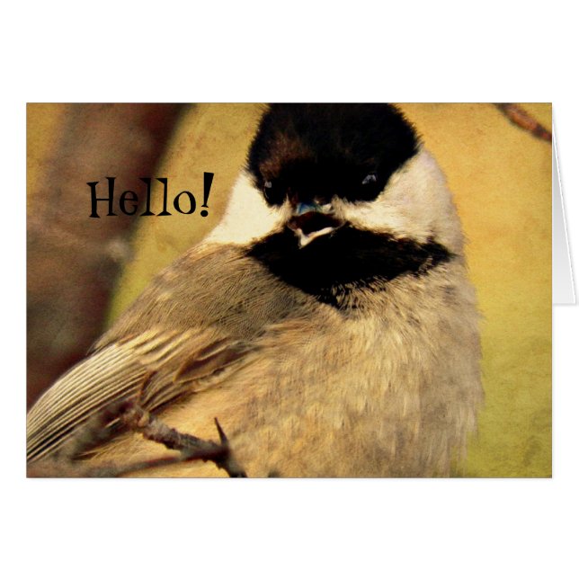 Black Capped Chickadee Foto (Voorkant Horizontaal)