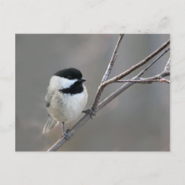 Black Capped Chickadee Foto Briefkaart