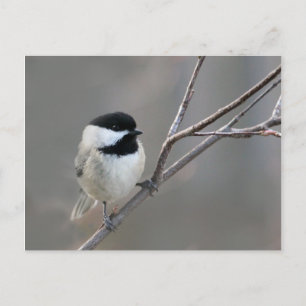 Black Capped Chickadee Foto Briefkaart