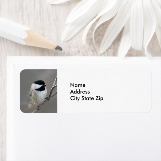 Black Capped Chickadee Foto Etiket (Insitu)