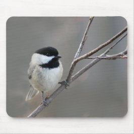 Black Capped Chickadee Foto Muismat
