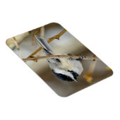 Black Capped Chickadee Magnet Magneet (Rechterzijde)