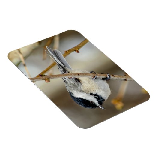 Black Capped Chickadee Magnet Magneet (Rechterzijde)