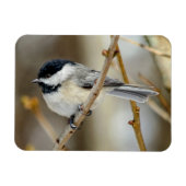 Black Capped Chickadee Magnet Magneet (Horizontaal)