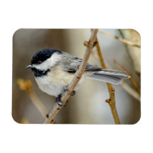 Black Capped Chickadee Magnet