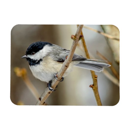 Black Capped Chickadee Magnet Magneet (Horizontaal)