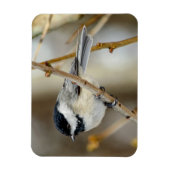 Black Capped Chickadee Magnet Magneet (Verticaal)