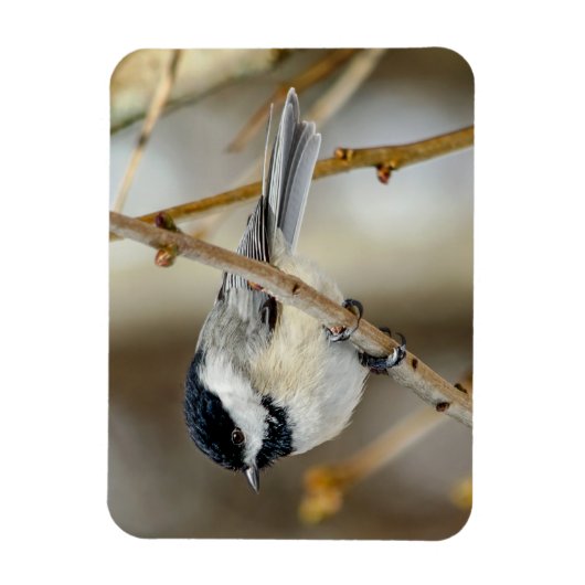 Black Capped Chickadee Magnet Magneet (Verticaal)