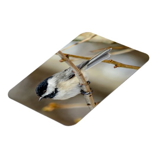 Black Capped Chickadee Magnet Magneet (Linkerzijde)