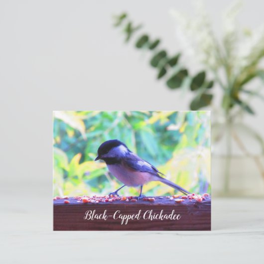 Black Capped Chickadee Perching Birds Canada Briefkaart (Staand voorkant)