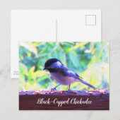 Black Capped Chickadee Perching Birds Canada Briefkaart (Voorkant / Achterkant)