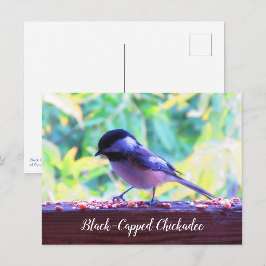 Black Capped Chickadee Perching Birds Canada Briefkaart (Voorkant / Achterkant)