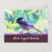 Black Capped Chickadee Perching Birds Canada Briefkaart (Voorkant)