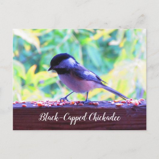 Black Capped Chickadee Perching Birds Canada Briefkaart (Voorkant)