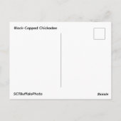 Black-Capped Chickadee Postcard Briefkaart (Achterkant)