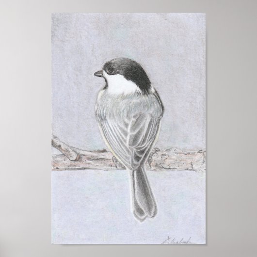 Black-Capped Chickadee Poster (Voorkant)