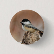 Black Capped Chickadee Sneeuwfoto