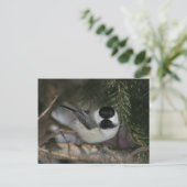 Black Capped Chickadee Wildlife Series #3 Briefkaa Briefkaart (Staand voorkant)