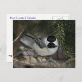 Black Capped Chickadee Wildlife Series #3 Briefkaa Briefkaart (Voorkant / Achterkant)