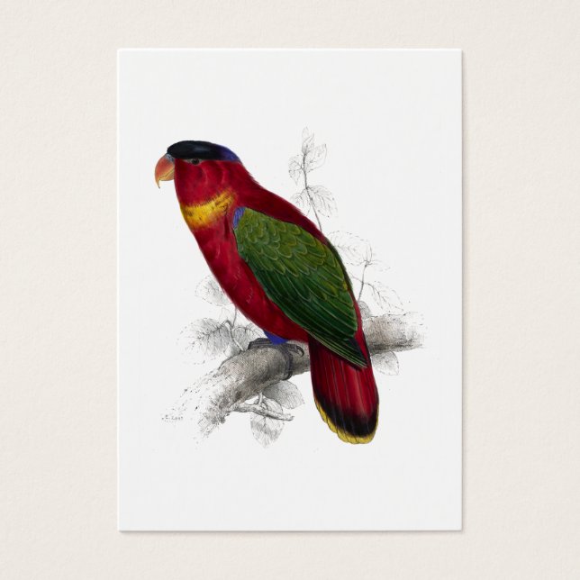 Black-Capped Lory van Edward Lear Visitekaartje (Voorkant)