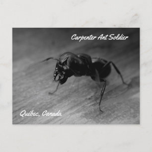 Black Carpenter Ant Soldier Agressive Posting Briefkaart