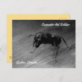 Black Carpenter Ant Soldier Agressive Posting Briefkaart (Voorkant / Achterkant)