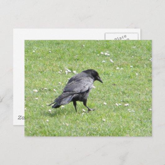 Black Carrion Crow Briefkaart (Voorkant / Achterkant)