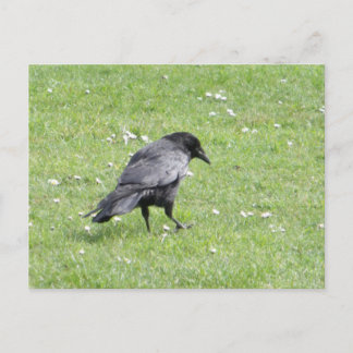 Black Carrion Crow Briefkaart