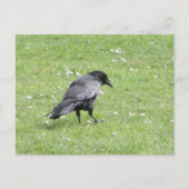 Black Carrion Crow Briefkaart (Voorkant)