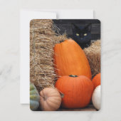 Black Cat and Pumpkins Halloween party Kaart (Voorkant)
