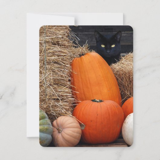 Black Cat and Pumpkins Halloween party Kaart (Voorkant)