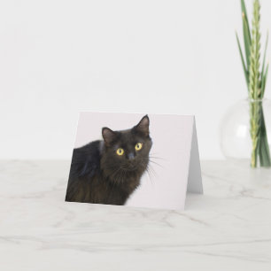 Black Cat Blank Kaart beroemd gemaakt door Focus f
