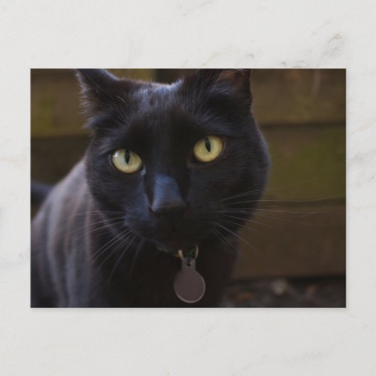 Black Cat Briefkaart (Voorkant)