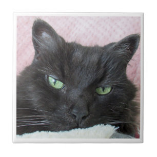 Black Cat Ceramic Tile Tegeltje