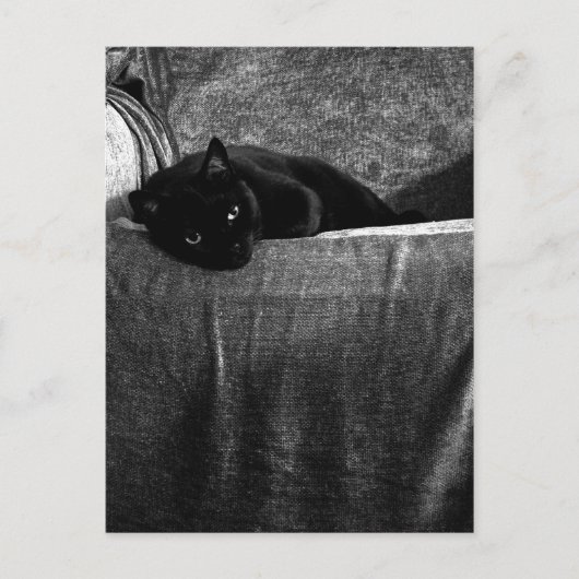 Black Cat Comfy-Briefkaarten Briefkaart (Voorkant)