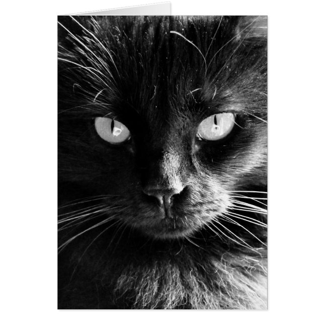 Black Cat Face, Eyes, Nose, Whiskers blanco noten (Voorkant)