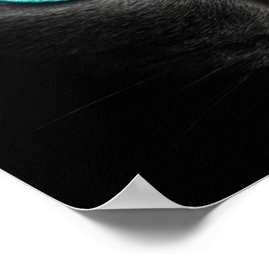 Black Cat Face with Turquoise Eyes Poster (Hoek)