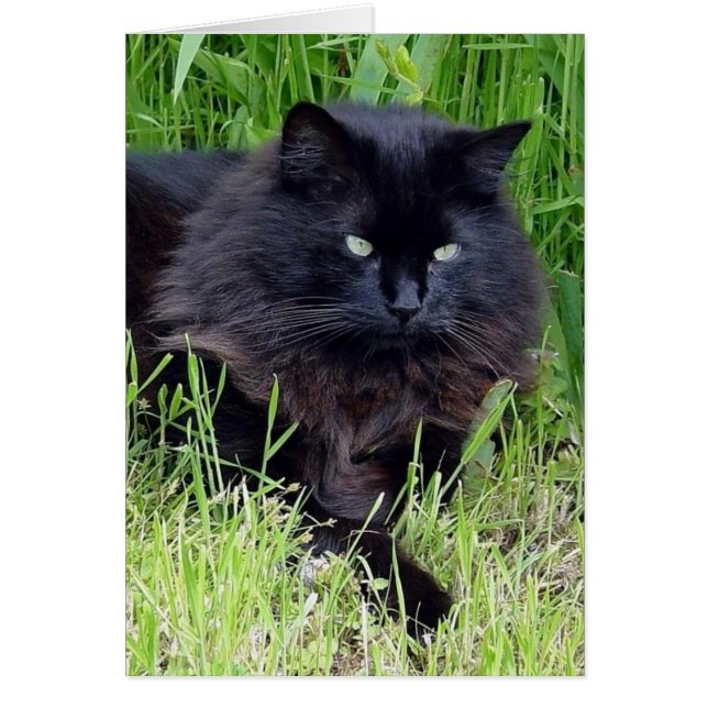Black cat fluffy long hair feline regis trots (Voorkant)