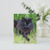 Black cat fluffy long hair feline regis trots briefkaart (Staand voorkant)