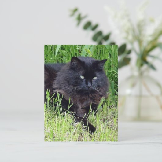 Black cat fluffy long hair feline regis trots briefkaart (Staand voorkant)