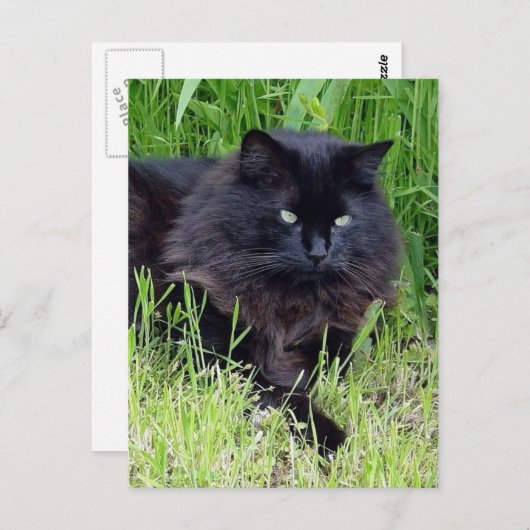 Black cat fluffy long hair feline regis trots briefkaart (Voorkant / Achterkant)