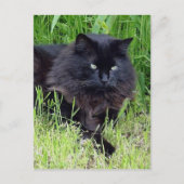 Black cat fluffy long hair feline regis trots briefkaart (Voorkant)