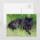 Black cat fluffy long hair feline regis trots briefkaart (Voorkant / Achterkant)